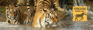Tiger Trek